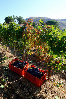 VENDEMMIA a S.Cristina Gela in Sicilia. Fotografie di Giulio Azzarello &copy;2016.