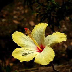 GIARDINO SICILIANO. Fotografie di Giulio Azzarello ©2022. GIARDINO SICILIANO. Fotografie di Giulio Azzarello ©2022.
