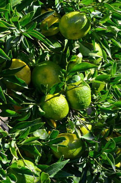 ULIVETO in autunno. Fotografie di Giulio Azzarello ©2014. ULIVETO in autunno. Fotografie di Giulio Azzarello ©2014.