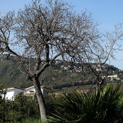 PIANTE. Fotografie di Giulio Azzarello &copy;2022.