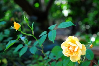 ORTO BOTANICO di Palermo nel maggio 2018. Fotografie di Giulio Azzarello &copy;2018.