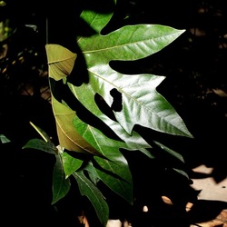 ORTO BOTANICO DI PALERMO. Fotografie di Giulio Azzarello ©2022. ORTO BOTANICO DI PALERMO. Fotografie di Giulio Azzarello ©2022.