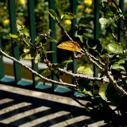 GIARDINO. Fotografie di Giulio Azzarello ©2022.