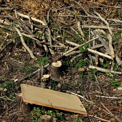 RAMI E ROVI. Fotografie di Giulio Azzarello ©2023. RAMI E ROVI. Fotografie di Giulio Azzarello ©2023.