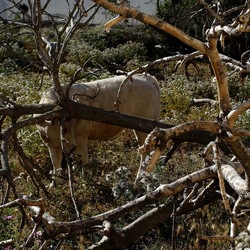 BESTIE. Fotografie di Giulio Azzarello ©2022. BESTIE. Fotografie di Giulio Azzarello ©2022.