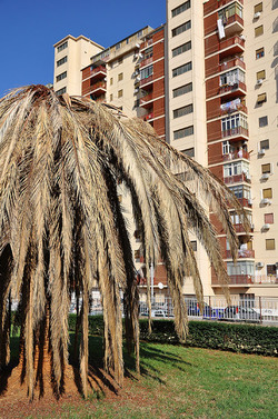 IL COLEOTTERO ROSSO e la moritura delle palme. Fotografie di Giulio Azzarello &copy;2014.