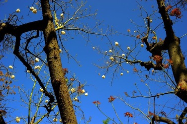 ORTO BOTANICO di Palermo nel maggio 2018. Fotografie di Giulio Azzarello &copy;2018.