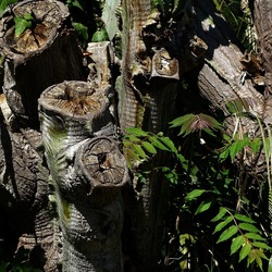 GIARDINO. Fotografie di Giulio Azzarello ©2022.