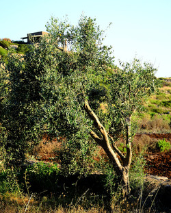 ISOLA DI USTICA la natura. Fotografie di Giulio Azzarello &copy;2016.