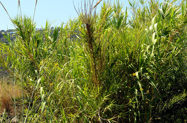 ISOLA DI USTICA la natura. Fotografie di Giulio Azzarello &copy;2016.