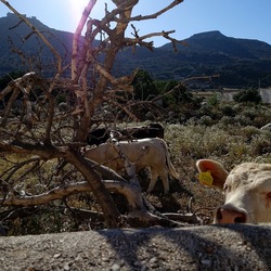 BESTIE. Fotografie di Giulio Azzarello ©2022. BESTIE. Fotografie di Giulio Azzarello ©2022.