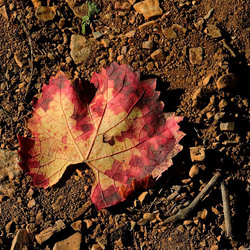 VENDEMMIA di AUTUNNO a S.Cristina Gela in Sicilia. Fotografie di Giulio Azzarello &copy;2016.
