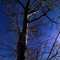 ALBERI. Fotografie di Giulio Azzarello &copy;2024.