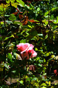 NATURA tipiche rose selvatiche di un giardino siciliano in estate. Fotografie di Giulio Azzarello &copy;2014.