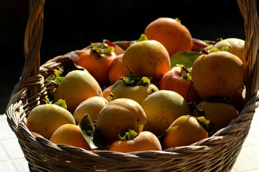 LOTI siciliani coltivati in modo biologico. Fotografie di Giulio Azzarello ©2014. LOTI siciliani coltivati in modo biologico. Fotografie di Giulio Azzarello ©2014.