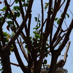 RAMI. Fotografie di Giulio Azzarello &copy;2022.