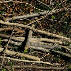 RAMI E ROVI. Fotografie di Giulio Azzarello ©2023. RAMI E ROVI. Fotografie di Giulio Azzarello ©2023.