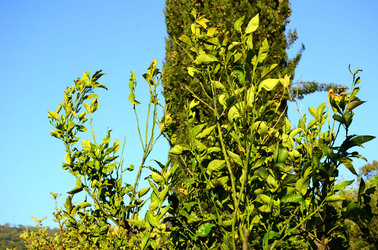 GOLE DELL ALCANTARA in Sicilia. Fotografie di Giulio Azzarello &copy;2016.