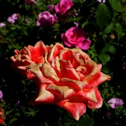 ROSETO. Fotografie di Giulio Azzarello &copy;2022.