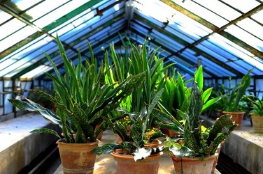 ORTO BOTANICO di Palermo nel maggio 2018. Fotografie di Giulio Azzarello &copy;2018.