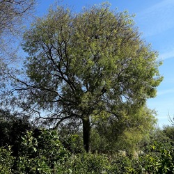 PIANTE. Fotografie di Giulio Azzarello &copy;2022.