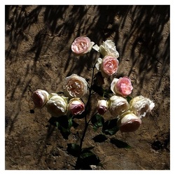 ROSE fotografie di Giulio Azzarello ©2019. ROSE fotografie di Giulio Azzarello ©2019.