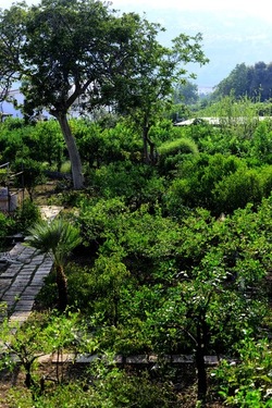 POTATURA fotografie di Giulio Azzarello ©2021. POTATURA fotografie di Giulio Azzarello ©2021.