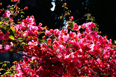 NATURA Violette siciliane in un tipico giardino in estate. Fotografie di Giulio Azzarello &copy;2014.