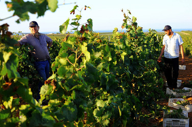 VENDEMMIA a Mazzara del Vallo in Sicilia con i contadini. Fotografie di Giulio Azzarello ©2016. VENDEMMIA a Mazzara del Vallo in Sicilia con i contadini. Fotografie di Giulio Azzarello ©2016.
