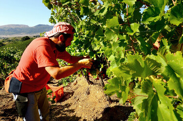 VENDEMMIA a S.Cristina Gela i coltivatori. Fotografie di Giulio Azzarello ©2016. VENDEMMIA a S.Cristina Gela i coltivatori. Fotografie di Giulio Azzarello ©2016.