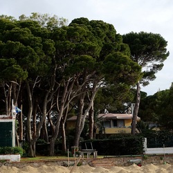 PINETA. Fotografie di Giulio Azzarello &copy;2022.