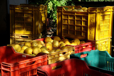 LIMONI di Sicilia coltivati in modo biologico. Fotografie di Giulio Azzarello &copy;2014.