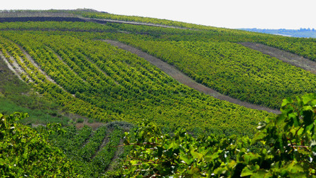 VIGNETO tipico siciliano a Salemi panoramiche e particolari. Fotografie di Giulio Azzarello &copy;2014.