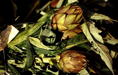 VUCCIRIA anni 90. Fotografie di Giulio Azzarello ©2022. VUCCIRIA anni 90. Fotografie di Giulio Azzarello ©2022.