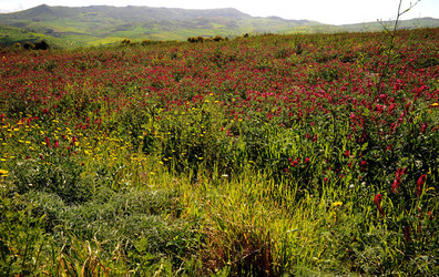 PAESAGGIO SICILIANO nel luogo delle macalube in Sicilia. Fotografie di Giulio Azzarello &copy;2014.
