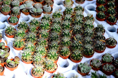 ORTO BOTANICO di Palermo in inverno. Fotografie di Giulio Azzarello &copy;2016.