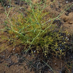 SELINUNTE. Fotografie di Giulio Azzarello ©2022. SELINUNTE. Fotografie di Giulio Azzarello ©2022.