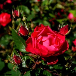ROSETO. Fotografie di Giulio Azzarello &copy;2022.