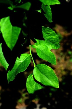 GIARDINO SICILIANO fotografie di Giulio Azzarello &copy;2020.