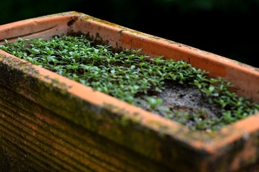 GIARDINO SICILIANO fotografie di Giulio Azzarello &copy;2020.