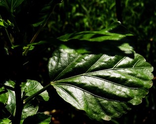HABITAT NATURA in campagna. Fotografie di Giulio Azzarello ©2015 2016. HABITAT NATURA in campagna. Fotografie di Giulio Azzarello ©2015 2016.