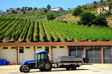 AZIENDA VITIVINICOLA in Sicilia. Fotografie di Giulio Azzarello ©2016. AZIENDA VITIVINICOLA in Sicilia. Fotografie di Giulio Azzarello ©2016.