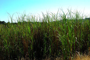 CANNETI in SICILIA. Fotografie di Giulio Azzarello &copy;2016.