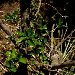 GIARDINO SICILIANO. Fotografie di Giulio Azzarello ©2022. GIARDINO SICILIANO. Fotografie di Giulio Azzarello ©2022.