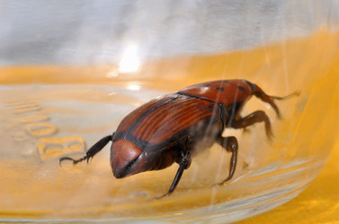 IL COLEOTTERO ROSSO e la moritura delle palme. Fotografie di Giulio Azzarello &copy;2014.