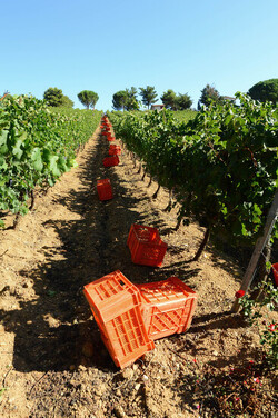 VENDEMMIA a S.Cristina Gela in Sicilia. Fotografie di Giulio Azzarello &copy;2016.