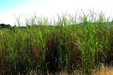 CANNETI in SICILIA. Fotografie di Giulio Azzarello &copy;2016.