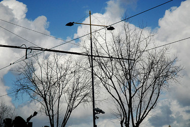 RAMI E ALBERI in inverno. Fotografie di Giulio Azzarello &copy;2014.