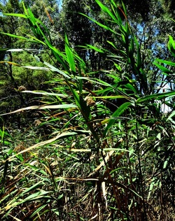 SELINUNTE sito archeologico. Fotografie di Giulio Azzarello ©2018. SELINUNTE sito archeologico. Fotografie di Giulio Azzarello ©2018.