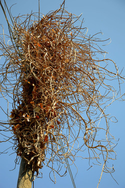 GRANDE NIDO spontaneo in campagna. Fotografie di Giulio Azzarello &copy;2014.